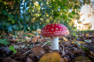 Herfst in de Fryske-Walden 2026 - foto 2
