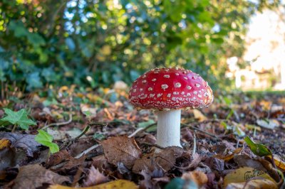 Herfst in de Fryske-Walden 2026 - foto 4