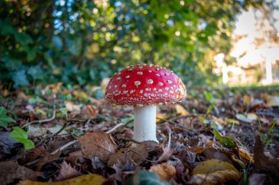 Herfst in de Fryske-Walden 2026 - foto 5