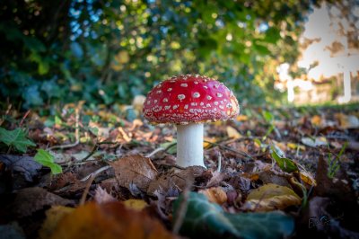 Herfst in de Fryske-Walden 2026 - foto 6