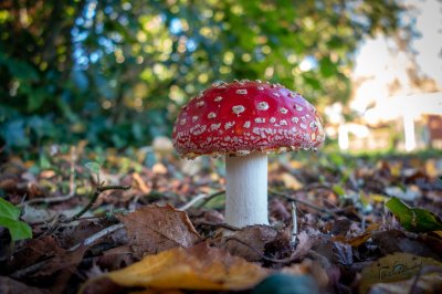 Herfst in de Fryske-Walden 2026 - foto 7
