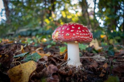 Herfst in de Fryske-Walden 2026 - foto 10