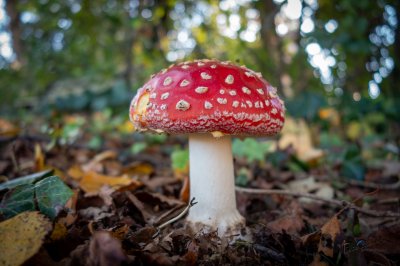 Herfst in de Fryske-Walden 2026 - foto 11