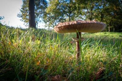 Herfst in de Fryske-Walden 2026 - foto 14
