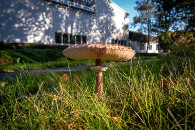 Herfst in de Fryske-Walden 2026 - foto 15