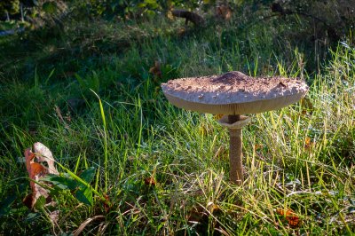 Herfst in de Fryske-Walden 2026 - foto 17
