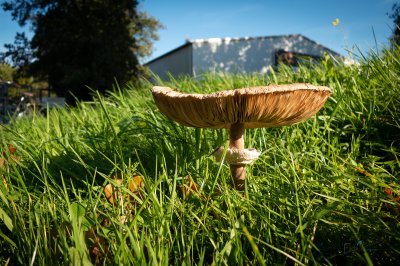 Herfst in de Fryske-Walden 2026 - foto 21