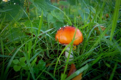 Herfst in de Fryske-Walden 2026 - foto 24