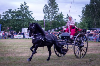 Hynstedagen Sumarreheide 2026 - foto 17