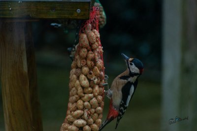 Tûnfugels rounom in Sumar - foto 20