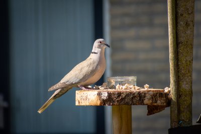 Tûnfugels rounom in Sumar - foto 29