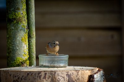 Tûnfugels rounom in Sumar - foto 30